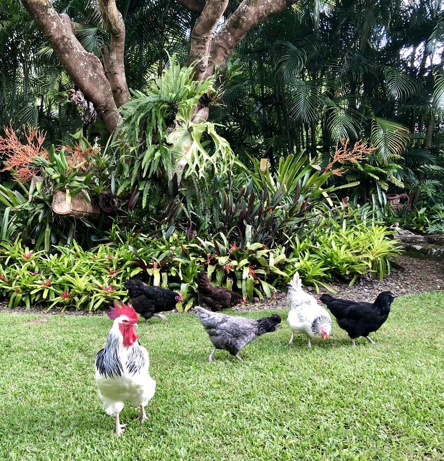 Eden Rest Bed & Breakfast Cooroy Dış mekan fotoğraf